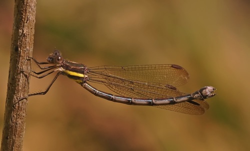 Female
21 Sept 2014  Jackson, NC